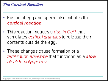 The Cortical Reaction