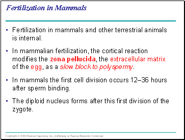 Fertilization in Mammals