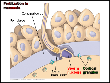 Fertilization in mammals