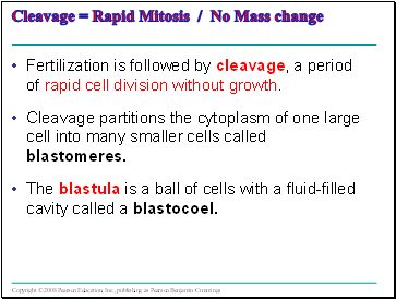 Cleavage = Rapid Mitosis / No Mass change