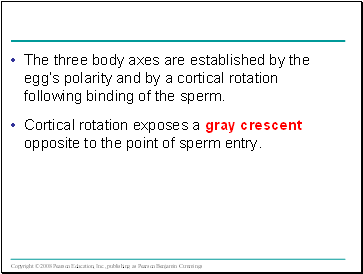 The three body axes are established by the eggs polarity and by a cortical rotation following binding of the sperm.