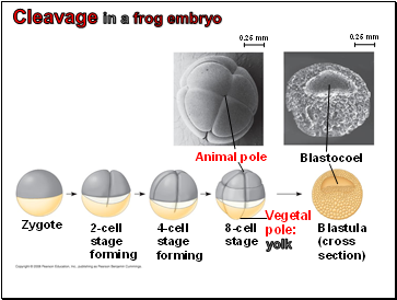 Cleavage in a frog embryo