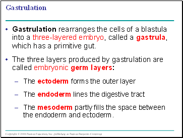 Gastrulation