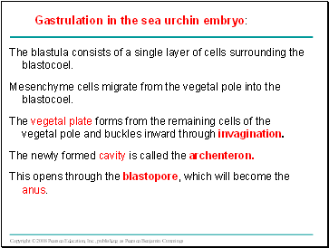 The blastula consists of a single layer of cells surrounding the blastocoel.