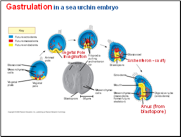 Gastrulation in a sea urchin embryo