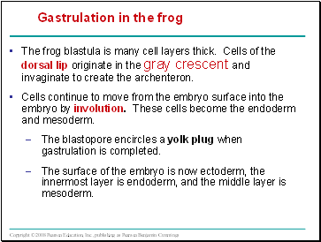 Gastrulation in the frog