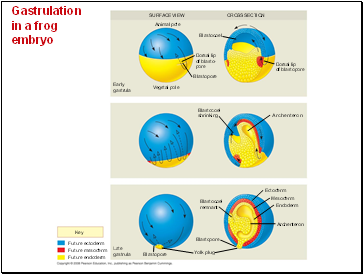 Gastrulation in a frog embryo