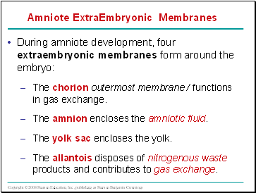 Amniote ExtraEmbryonic Membranes