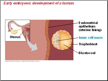 Early embryonic development of a human