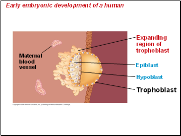 Early embryonic development of a human