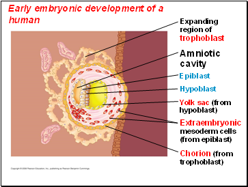 Early embryonic development of a human