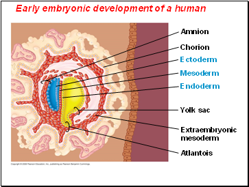 Early embryonic development of a human
