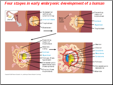 Four stages in early embryonic development of a human