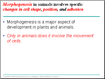 Morphogenesis in animals involves specific changes in cell shape, position, and adhesion