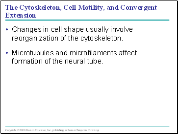 The Cytoskeleton, Cell Motility, and Convergent Extension