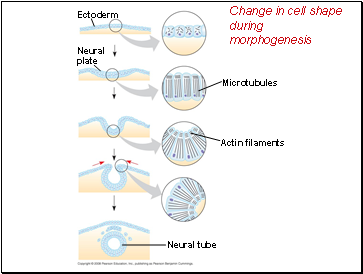 Change in cell shape during morphogenesis