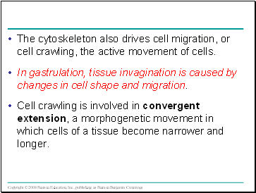 The cytoskeleton also drives cell migration, or cell crawling, the active movement of cells.