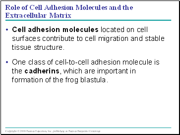 Role of Cell Adhesion Molecules and the Extracellular Matrix