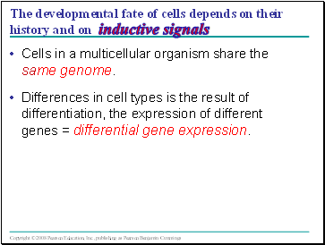 The developmental fate of cells depends on their history and on inductive signals