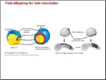 Fate Mapping for two chordates