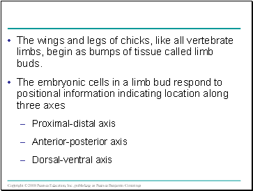 The wings and legs of chicks, like all vertebrate limbs, begin as bumps of tissue called limb buds.