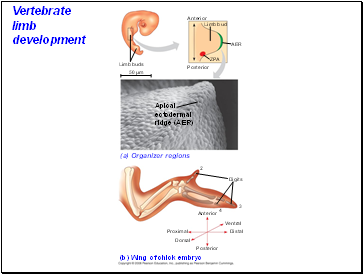 Vertebrate limb development