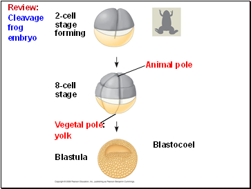 Review: Cleavage frog embryo