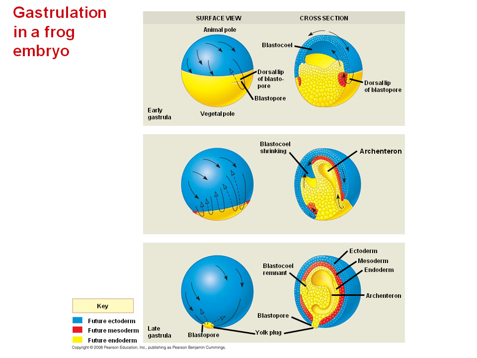 gastrulation in frog and chick