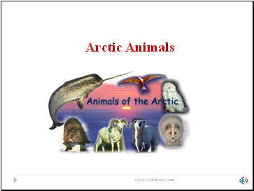 Arctic Animals