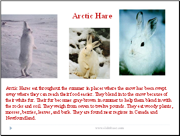 Arctic Hare