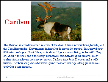 Caribou