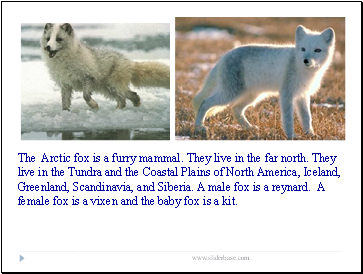 The Arctic fox is a furry mammal. They live in the far north. They live in the Tundra and the Coastal Plains of North America, Iceland, Greenland, Scandinavia, and Siberia. A male fox is a reynard. A female fox is a vixen and the baby fox is a kit.