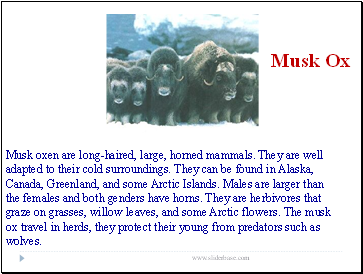 Musk Ox