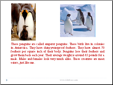 These penguins are called emperor penguins. These birds live in colonies in Antarctica. They have shiny,waterproof feathers. They have almost 70 feathers per square inch of their body. Penguins lose their feathers and grow them back each year. Their average weight is around 65 pounds for a male. Males and females look very much alike. These creatures are meat eaters, just like me.