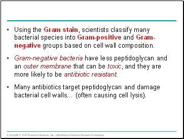 Using the Gram stain, scientists classify many bacterial species into Gram-positive and Gram-negative groups based on cell wall composition.