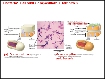 Bacteria: Cell Wall Composition: Gram Stain