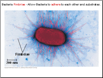 Bacteria Fimbriae - Allow Bacteria to adhere to each other and substrates.