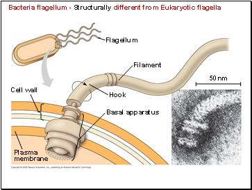 Bacteria flagellum - Structurally different from Eukaryotic flagella