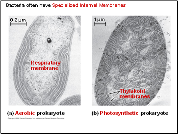 Bacteria often have Specialized Internal Membranes