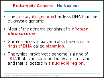 Prokaryotic Genome - No Nucleus