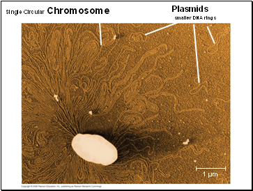 Single Circular Chromosome