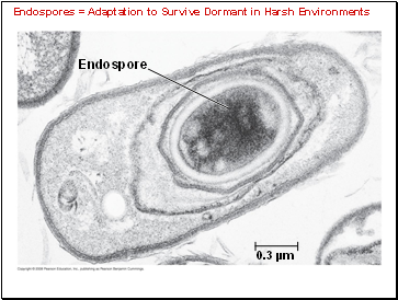 Endospores = Adaptation to Survive Dormant in Harsh Environments