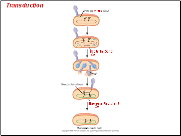 Transduction