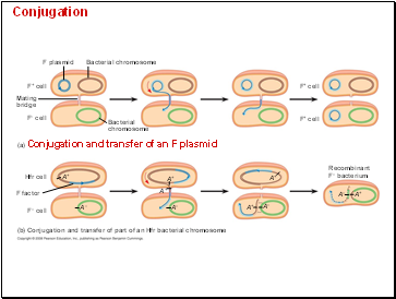 Conjugation