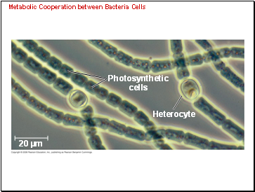 Metabolic Cooperation between Bacteria Cells