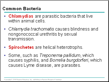Common Bacteria