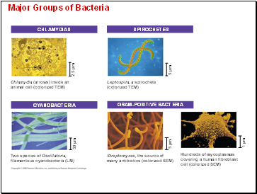 Major Groups of Bacteria