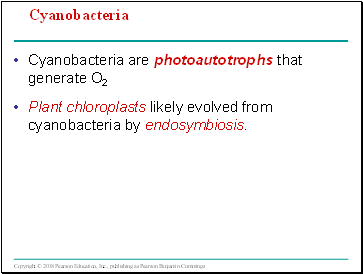 Cyanobacteria