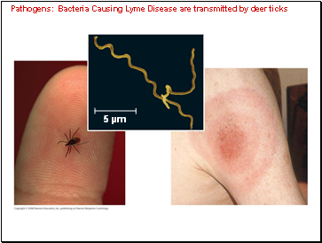 Pathogens: Bacteria Causing Lyme Disease are transmitted by deer ticks