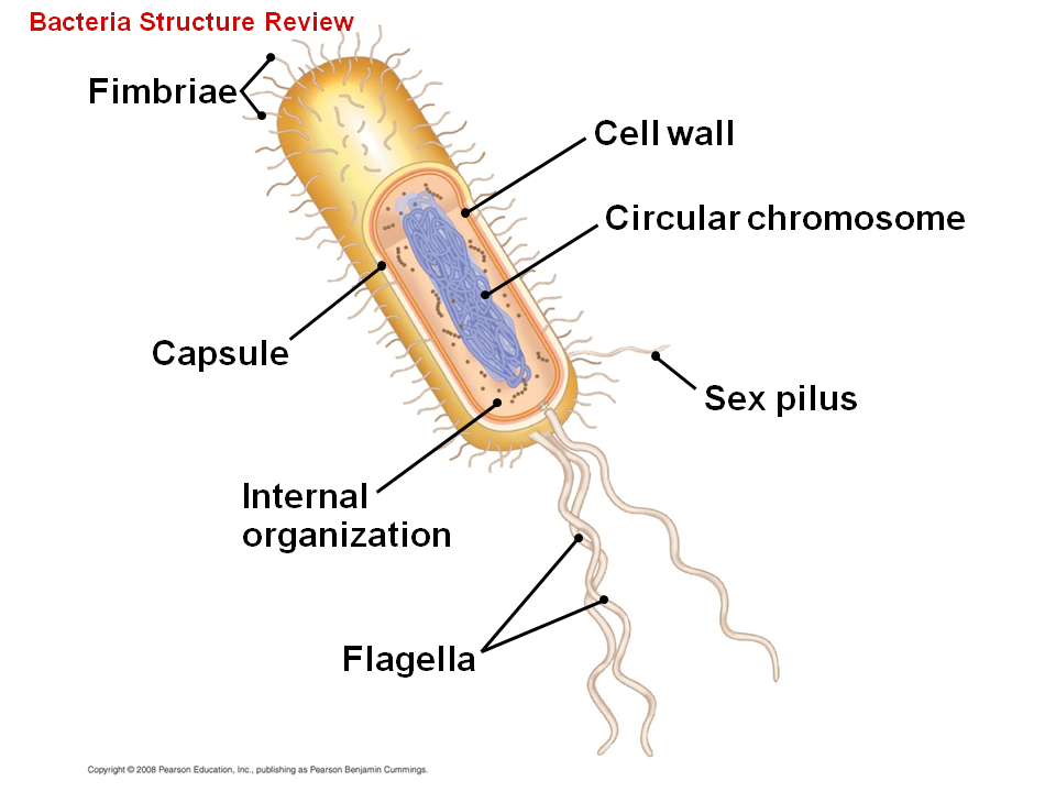 Bacteria aliento